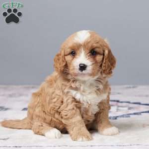 Riley, Cavapoo Puppy
